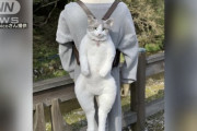 【悲報】猫リュック購入者に届いた「ニセ物」がこれｗｗｗｗ
