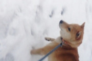 うちの柴犬、初めての雪でめっちゃ楽しそうち雪の中走ってたわwww【再】