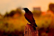 カラスの賢さは異状ｗｗｗｗｗｗｗｗｗｗ