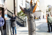 海外「サンフランシスコで天皇皇后両陛下の訪問を記念して植えられた桜が何者かに破壊される」