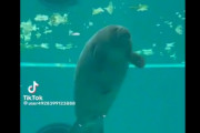 【動画】自分のウンチを食べたマナティーさん、秒で気絶する