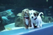 【新型コロナ】閉館になった水族館、保護された仔犬たちのお散歩広場になる　アメリカ