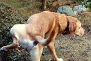 室内犬のマーキングってどうやったらなおる？俺も負けじとしょんべんひっかけてやればいいの？
