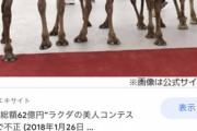 【悲報】美人ラクダ度を競う「美ラクダコンテスト」で整形手術を受けた40頭以上のラクダが失格へ
