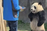 パンダ飼育員、過酷過ぎるｗｗｗｗｗｗｗ （※動画あり）