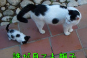 【ねこ画像】ねこのおやこ【再】