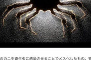 【速報】野獣先輩、カニだった