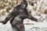 【動画】この中に本物はあるの？ビッグフットの映像を集めてみた
