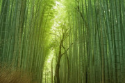 海外「京都は本当に美しい場所だ・・・」京都の竹林が美しすぎると海外絶賛！