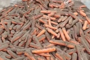 【動画】中国の農業改良技術、化学薬品漬けの人参を泥付き状態に戻して出荷！