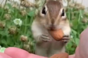 【動画】ハムスターさんが生まれて初めてピーナッツを食べた結果ｗｗｗｗ