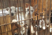 ホラホラ、偉大な食文化を誇れよ！　〜　【韓国】犬肉の悲劇…ポシンタン屋１６６６カ所、年間３８万匹を食べた