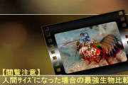 人間サイズになったら1番怖い生物