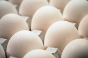 結局、卵はどう保管するのが最適なのか