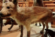 【ナゾロジー】「ニホンオオカミ」がイヌに最も近い種と判明！