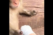 動物園の飼育係に刺さったトゲを…サルが次々と抜いてあげる