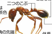 一時期騒いでいた「ヒアリ」 は日本在来のアリの方が強く、定着出来ずに駆逐されたらしい