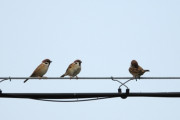 スズメ、ガチで害鳥だった