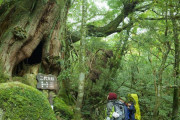 【悲報】日本の宝、屋久島の樹齢３０００年「弥生杉」が逝く
