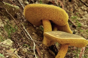【画像】めっちゃキノコ生えてる🍄🍄🍄🍄🍄🍄