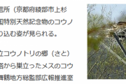 【一般】海上自衛隊上杉送信所のアンテナにコウノトリが巣を作った模様！