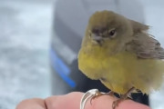ボートで迷子の小鳥と遭遇。指を差し出すと止まってきたので羽を休ませてあげる