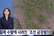 韓国人「朝鮮王室が育てた金剛松原生林が、日帝強占期に無残に毀損されていた」　韓国の反応