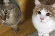 ワイ「猫飼いたい」敵「ペットショップはやめろ、保護猫を飼え」←これ
