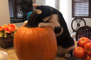 カボチャが大好き過ぎてスリスリする猫ちゃんにビックリ