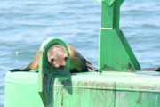 【どうしてこうなった】海上のブイに頭が挟まり動けなくなったアシカが発見・救助される　アメリカ