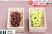 【流出】今度は石川県の高級ブドウ「ルビーロマン」が韓国にパクられる　韓国農家「日本は先進国の立場で大目に見てほしい」