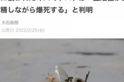 【悲報】ミツバチのオスさん、とんでもない死に方をしてしまう…