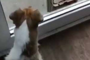 イヌが庭を見て吠えていた。見知らぬ猫がいる。番犬の出番だ！ → こうなる…
