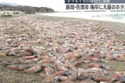 新潟にてホタルイカさん人生に絶望して大量に身投げ
