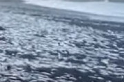 【動画】 三宅島で大量の魚が打ち上げられる異常事態 「しかもでかすぎる・・」 何があったのか？