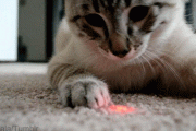 レーザーポインターとねこ、まえとうしろ【再】