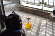 新しく買ったキャンプで使うストーブ（コンロ）をベランダで試してたら ツカツカ寄ってきていきなりニオイを嗅ごうとしたアホ猫。