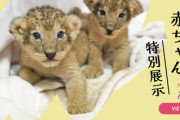 【秋の冒険】「富士サファリパーク」ライオンの赤ちゃんに会えるチャンス！裾野市の限定イベント情報