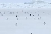 【動画】ペンギンたちが歩く様子を5倍速にしてみた結果ァ！ｗｗｗｗｗｗｗｗｗｗｗｗｗ