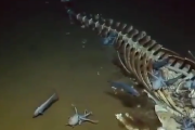 【動画】深海魚「クジラの死骸うめえ」