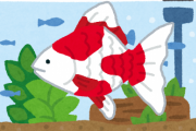 金魚って15センチ以上にならないよね？