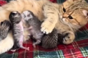 【ネコ】おっぱいで喧嘩する子猫たちの動画が可愛すぎワロタ。