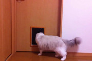 【いや、そうじゃないって】 猫ドアをつけてみたところ・・・