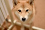 パパ「犬なんか嫌いじゃ。ワイは絶対飼わんぞ」