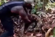 【動画】黒人さん、大蛇と格闘する