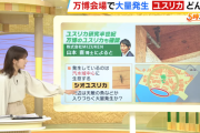 【悲報】万博、ガチで虫だらけで飲食店が悲鳴をあげる「もうどこも虫だらけで汚い」