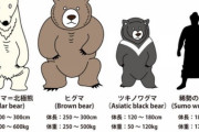 ヒトが素手でヒグマ倒すとか絶対無理だろ