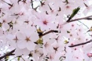 ちょっとめためた綺麗に桜が撮れたから見て見て見て（※画像あり）