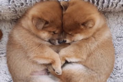 柴犬ファミリーただいまお昼寝中。抱き合い眠る柴犬の子犬たちが最高にかわいい！
