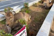 【画像】奈良の鹿、植えられるｗｗｗｗ